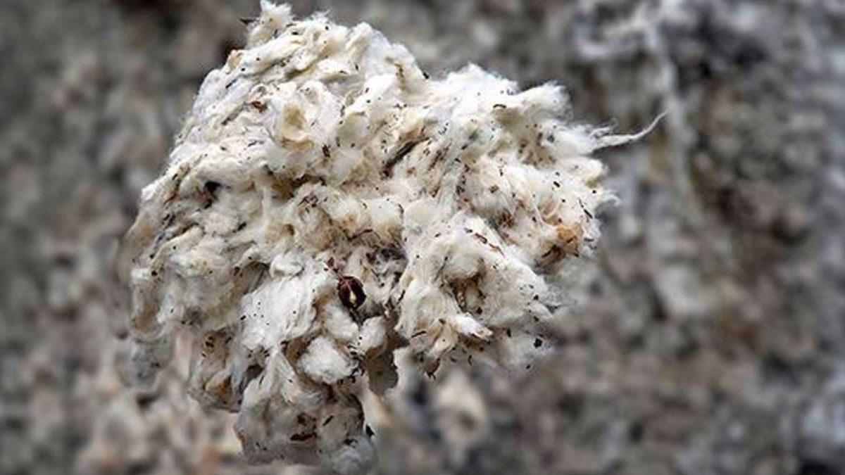 Teknoil T25 Diamond Shield Harman Solisyonu